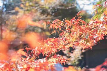 red autumn leaves