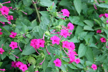 pink flowers in the garden