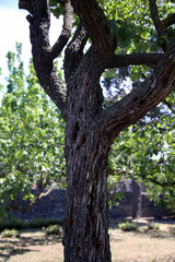 Fototapeta premium Closeup of the texture of an old trunk, in the sunny garden, Pompeii, Campania, Italy