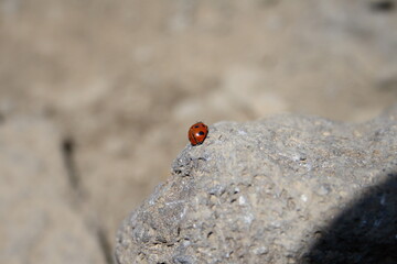 ladybird on a stone