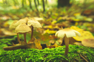 Wild mushrooms in the forest growing on green moss