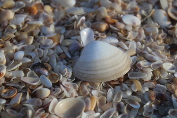 Sea shells and pebbles on the beach sand
