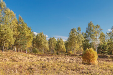 Autumn landscape, bush and trees on a meadow