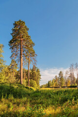 Fototapeta premium Summer forest and field