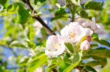 Fototapeta premium Apple tree branch with delicate white-pink flowers. Studio Photo