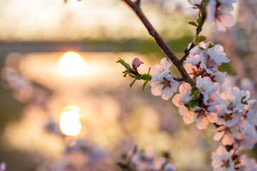 a spring cherry blossom on the background of the sun reflected in the water, two highlights in the background