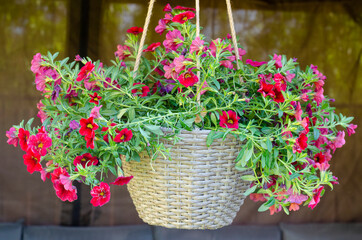 Hanging pots with ampel flowers, design of garden houses. Studio Photo
