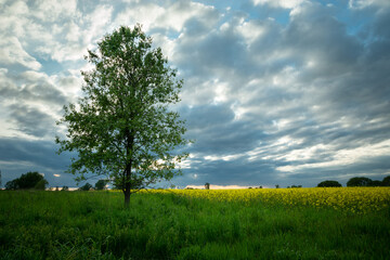 Fototapeta na wymiar Evening clouds and a tree in the meadow