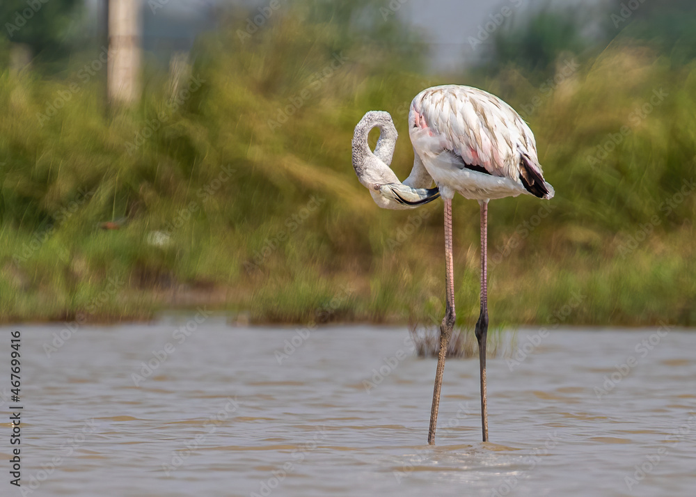 Poster Selective focus shot of a flamingo cleaning its feathers in a lake