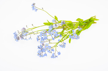 Small bunch of delicate blue spring, summer Myosotis flowers. Studio Photo