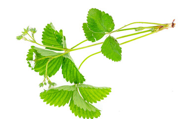 Fragaria bush with white flowers and green leaves, garden and wild plants. Studio Photo