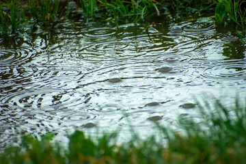 Obraz na płótnie Canvas Large bubbles in a puddle during rainfall