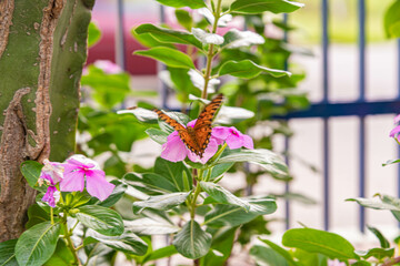 butterfly on flowers in the garden