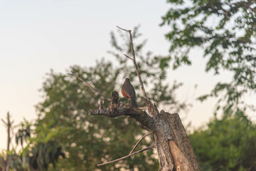 Turdus rufiventris bird perched on dry tree branch