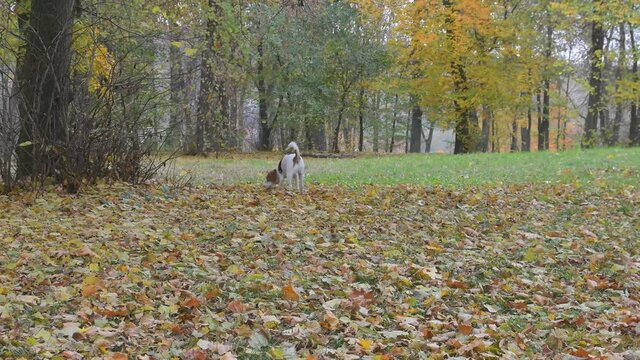 Dog portrait at autumn public park. Beagle dog sniffing at autumn leaves. Autumn public park. Beautiful landscape background