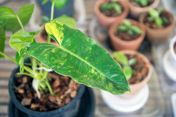 plant in a pot, Philodendron burle marx variegeted
