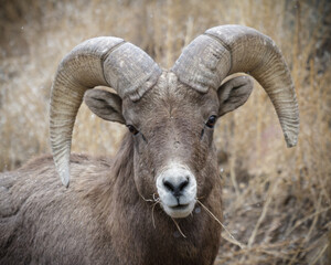 Colorado Rocky Mountain Bighorn Sheep
