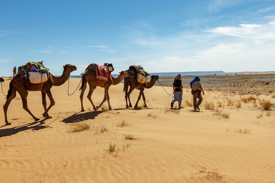 Berber man leads a camel caravan across the sand dunes in the Sahara Desert. Morocco