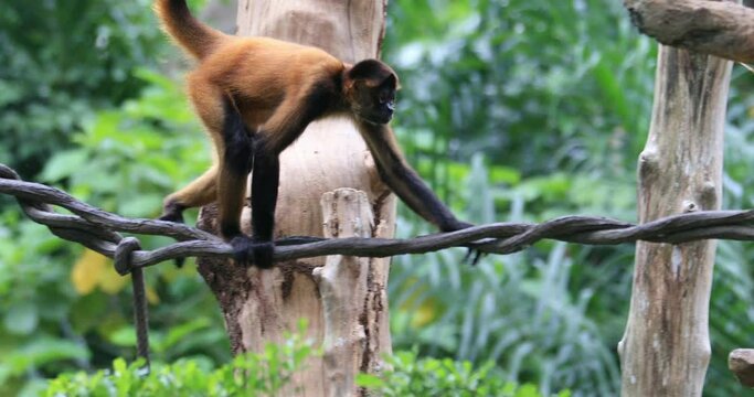 Spider monkey Black-handed Geoffroy’s swings and climbs on liana tree in jungle forest