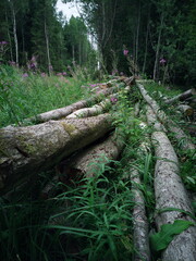 Fototapeta premium Cut down trees in the forest. Cutting down trees.