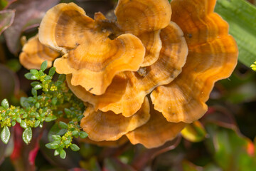 picture of a small chaga mushroom on a tree trunk. parasitic fungus on trees. Bokeh background.