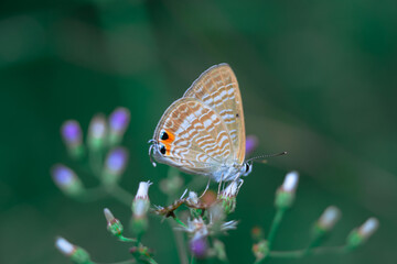 A beautiful little butterfly perched on a flower, a beautiful butterfly leaf and a drop of water after the rain.