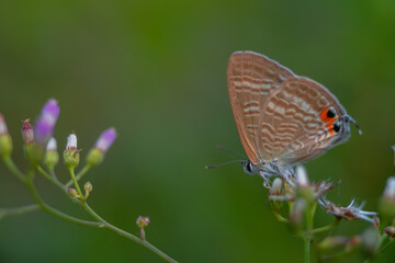 A beautiful little butterfly perched on a flower, a beautiful butterfly leaf and a drop of water after the rain.