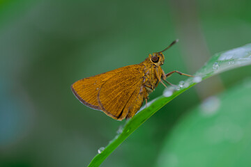 Obraz premium A beautiful little butterfly perched on a flower, a beautiful butterfly leaf and a drop of water after the rain.