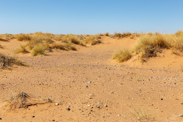 Dry grass on sand dunes in the desert. Sahara Desert Morocco