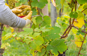 Close up of hand in gloves and with scissors harvesting grapes at vineyard