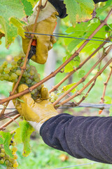 Close up of hand in gloves and with scissors harvesting grapes at vineyard