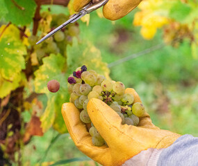Close up of hand in gloves and with scissors harvesting grapes at vineyard