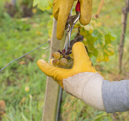 Close up of hand in gloves and with scissors harvesting grapes at vineyard
