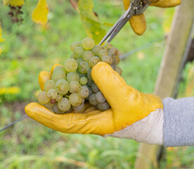 Close up of hand in gloves and with scissors harvesting grapes at vineyard