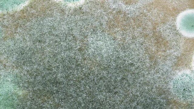 Time lapse mold growth on food