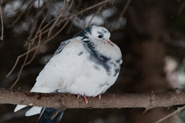 White pigeon on a branch close-up