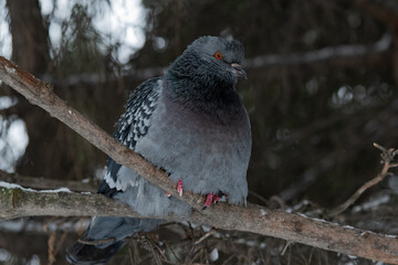 Gray pigeon on a branch close-up	