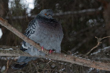 Gray pigeon on a branch close-up	
