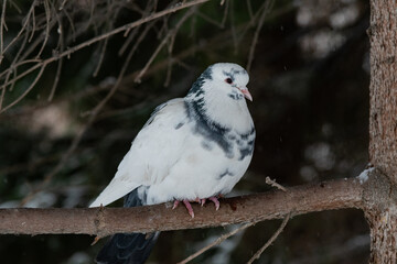White pigeon on a branch close-up	
