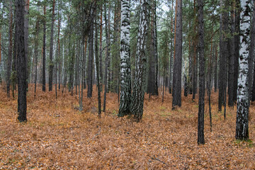 Obraz premium Autumn walk along the old road in the forest. Autumn landscape in the rays of the sun. Autumn landscape with colorful fall foliage trees. 