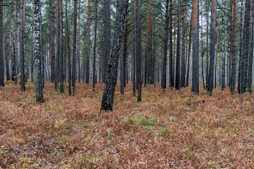 Autumn walk along the old road in the forest. Autumn landscape in the rays of the sun. Autumn landscape with colorful fall foliage trees.
