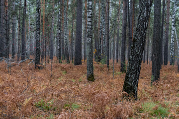 Fototapeta premium Autumn walk along the old road in the forest. Autumn landscape in the rays of the sun. Autumn landscape with colorful fall foliage trees. 