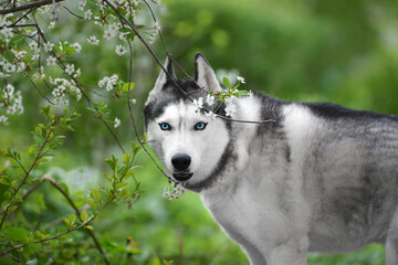 portrait black male husky with blue eyes on flowers