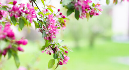 Blooming branches of a decorative apple tree. A blossoming tree.