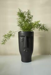Indoor plant houseplant Asparagus Umbellatus in black african pot. Room plants