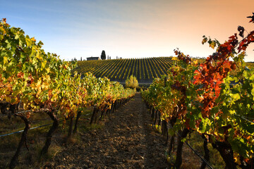 Beautiful vineyards in the Chianti Classico area are colored under the light of the sunset during...