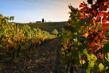 Beautiful vineyards in the Chianti Classico area are colored under the light of the sunset during...