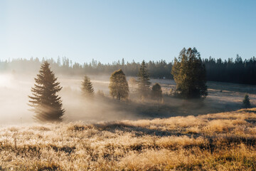 Trees on Šumava meadow hiding in autumn morning fog with sun shining through. 