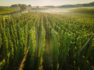 Hop field view from top with morning fog background
