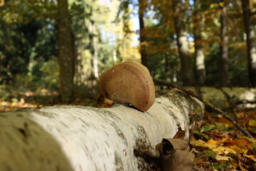 Mushrooms grow on a fallen tree in the forest